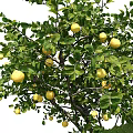 Detailed 3D Bucida Trees Models with Various Heights and Vertex Face Data
