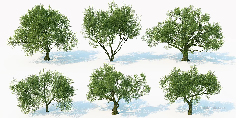 Multiple Olive Trees With Different Growth Shapes And Lush Green Foliage 3d model 