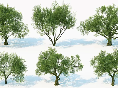 Multiple Olive Trees With Different Growth Shapes And Lush Green Foliage 3d model