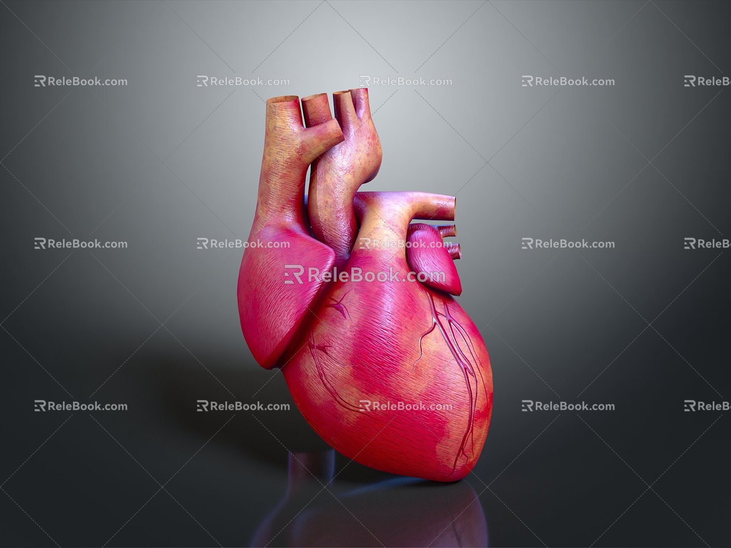 Heart Heart Human Heart Heart Anatomical Organs Human Organs Human Body 3d model