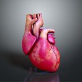 Heart Heart Human Heart Heart Anatomical Organs Human Organs Human Body 3d model