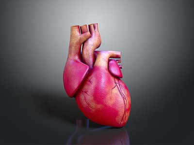 Heart Human Heart Anatomical Organs Human Organs Human Body 3d model