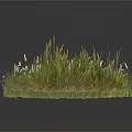 Three Clumps of Lush Green Grass with White Tips Isolated on White