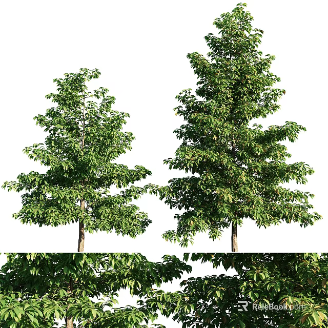 Lush Tall Arbor Trees Featuring Dense Green Foliage And Sturdy Trunks 3d model 