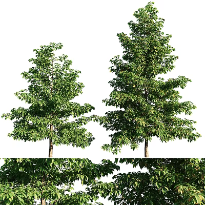 Lush Tall Arbor Trees Featuring Dense Green Foliage And Sturdy Trunks 3d model