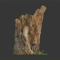 Small Green Plants Growing At Tree Stump Base With Rough Texture And Brown Orange Colors
