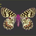 Intricate Black White Red Patterns On Detailed Butterfly Wings Against Gray Background