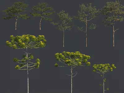 Diverse Green Arbor Trees With Different Crown Shapes Heights And Lush Foliage 3d model