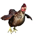 Brown Feathered Chicken With Red Comb Spread Wings And Yellow Claws On White Background
