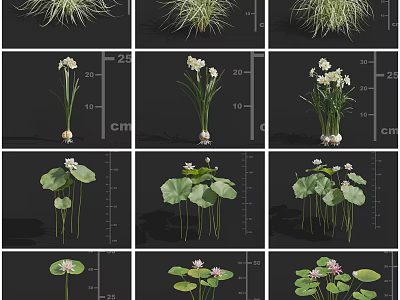 Various Garden Flowers and Grasses Including White Blooms Lotus Leaves and Water Lilies 3d model