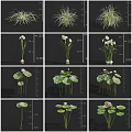 Various Garden Flowers and Grasses Including White Blooms Lotus Leaves and Water Lilies