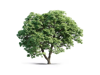 Lush Green Arbor with Thick Trunk and Dense Foliage Isolated on White 3d model