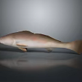 Brown And Light Brown Fish Lying On Gray Background With Smooth Surface Reflection