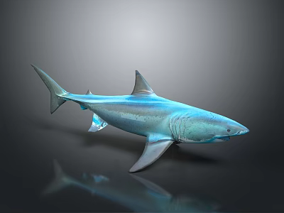 Realistic Blue Shark Aquatic Animal 3D Model In Swimming Pose With Shiny Skin And Reflection 3d model