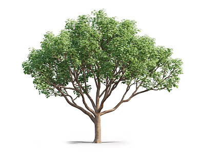 Lush Green Arbor With Strong Trunk And Spreading Branches Isolated On White Background 3d model