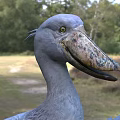 Shoebill Stork With Gray Feathers And Spread Wings In Natural Grassland Habitat With Green Trees