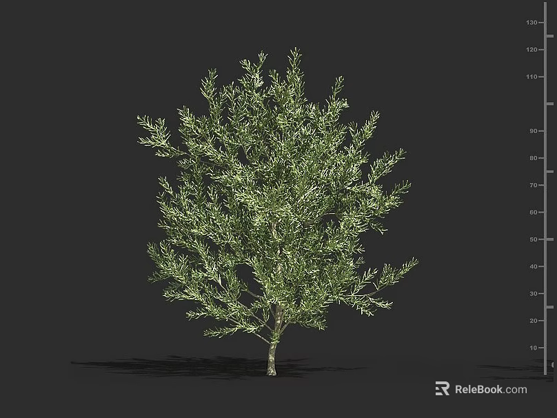 Green Shrub with Lush Foliage for Garden Landscape and Height Measurement Scale 3d model 