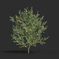 Green Shrub with Lush Foliage for Garden Landscape and Height Measurement Scale