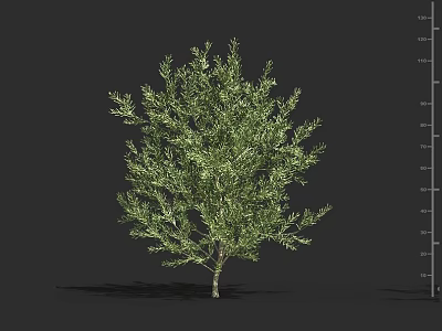 Green Shrub with Lush Foliage for Garden Landscape and Height Measurement Scale 3d model