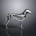 Modern Metallic Dog Sculpture With Skeleton Structure Sleek Lines And Reflective Surface 3d model