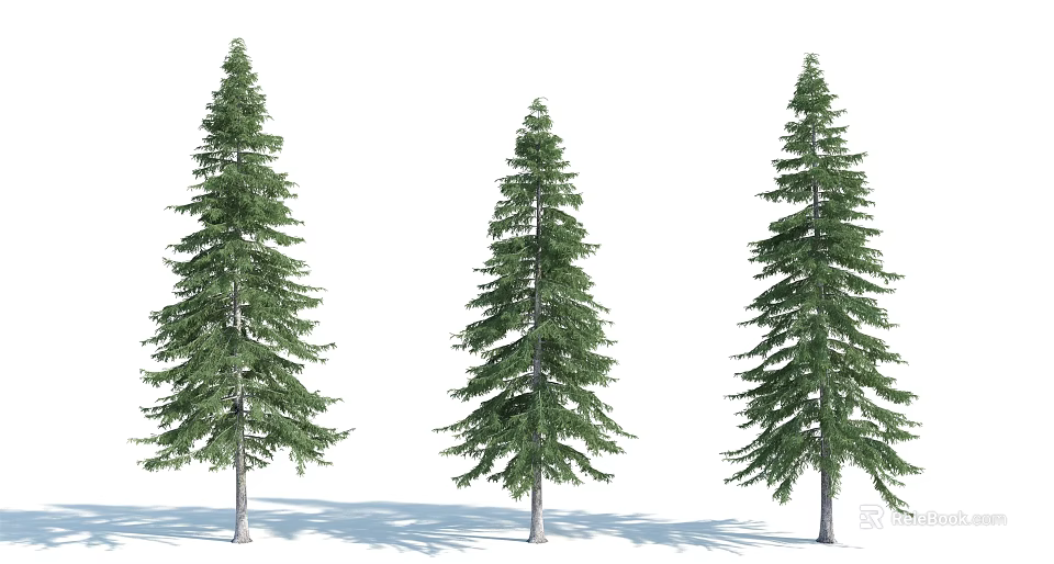 Three Tall Arbor Trees With Lush Green Foliage And White Background Shadows 3d model 
