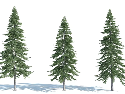 Three Tall Arbor Trees With Lush Green Foliage And White Background Shadows 3d model
