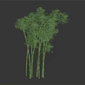 Healthy Lush Green Bamboo Plants With Multiple Tall Stalks And Dense Foliage