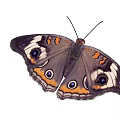 Beautiful Butterfly With Black Wings Orange Blue Eyespots And Detailed Patterns On White Background
