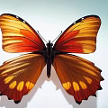 Butterfly 3d model
