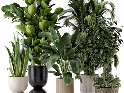 Assorted Potted Green Plants With Stylish Decorative Pots In Black White And Woven Designs 3d model