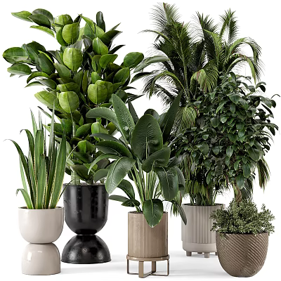 Assorted Potted Green Plants With Stylish Decorative Pots In Black White And Woven Designs 3d model