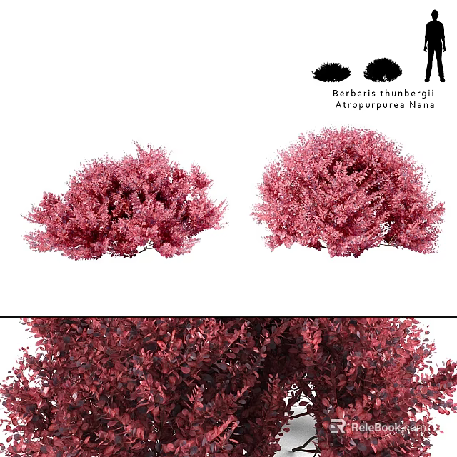 Berberis thunbergii Atropurpurea Nana Purple Red Shrub With Dense Foliage For Landscape 3d model 