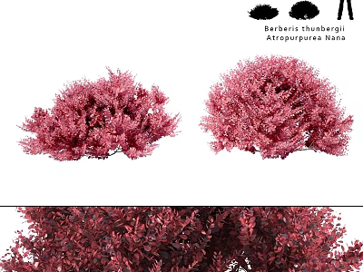 Berberis thunbergii Atropurpurea Nana Purple Red Shrub With Dense Foliage For Landscape 3d model