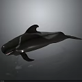 Realistic 3D Rendered Orca Whale in Swimming Pose with Open Mouth on Gray Background