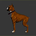 Brown And White Boxer Dog With Collar In Standing Pose 3d model