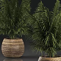 Lush Green Palm Potted Plants With Woven Brown Pots On Reflective Surface