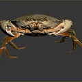 Golden Orange Crab With Shiny Shell Displaying Claws And Legs On Dark Background