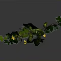 Green Vine Plant with Yellow Small Flowers Green Leaves and Bean Pods
