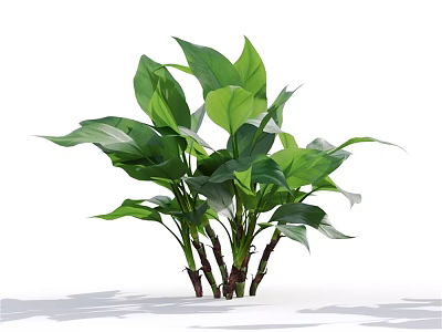 Lush Green Indoor Plant With Large Fresh Leaves And Brown Stems 3d model