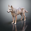 Realistic 3D Wolf Model Standing On Dark Surface With Reflection 3d model