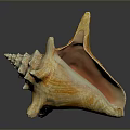 Close Up View Of Marine Animal Conch Shell With Orange Tan Texture And Smooth Reflection