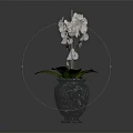 Elegant White Orchid Plant With Green Leaves In Black Glass Vase