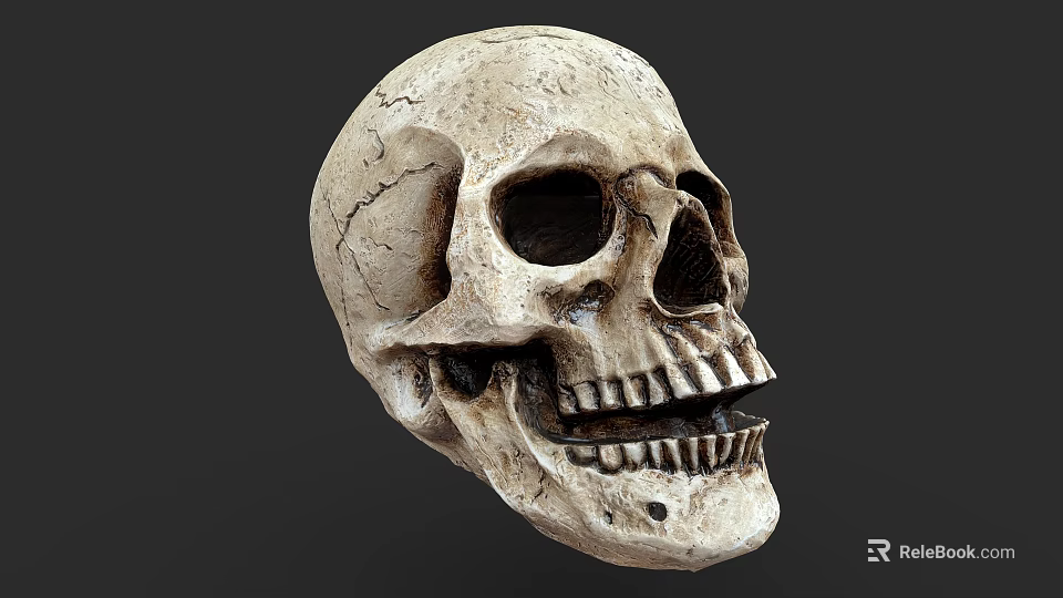 Detailed Human Skull Anatomical Model With Realistic Texture On Dark Background 3d model 