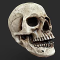 Detailed Human Skull Anatomical Model With Realistic Texture On Dark Background