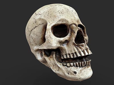 Detailed Human Skull Anatomical Model With Realistic Texture On Dark Background 3d model
