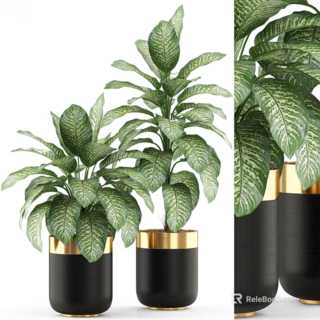 Indoor Tree with Green Leaves in Black Planters and Gold Accents 3d model 