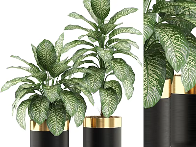 Indoor Tree with Green Leaves in Black Planters and Gold Accents 3d model