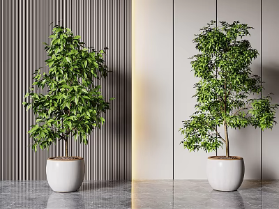 Modern Bonsai Potted Plants With White Ceramic Pots And Lush Green Leaves Indoors 3d model