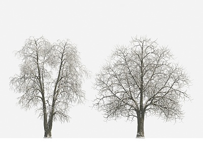 Plant Tree Snow Tree Winter Tree Big Tree 3d model