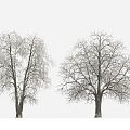 Plant Tree Snow Tree Winter Tree Big Tree 3d model